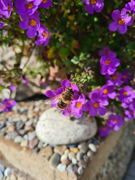 Blomfluga på lila blommor med småstenar och en stor sten i bakgrunden.