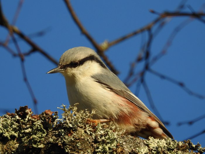 Nötväcka sitter på en gren täckt av lavar mot en klarblå himmel.