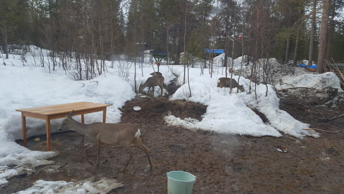 Röjning av byggplats med snötäckt mark och rådjur som vandrar bland byggavfall och verktyg.