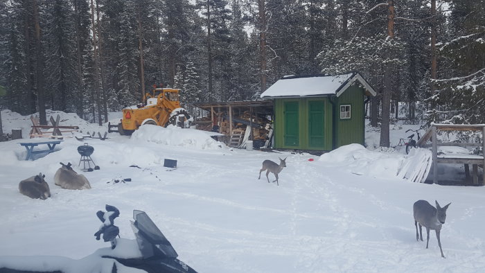 Vinterscen med rådjur i snön framför en grön stuga och en vedbod, skog i bakgrunden och en grävmaskin.