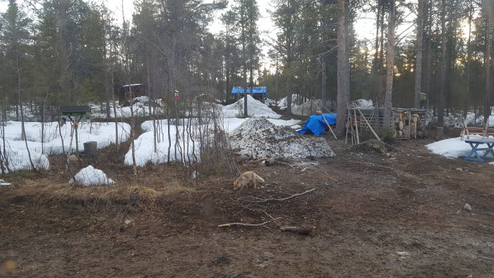 Renoveringsprojekt på landet med blå presenningar, smältande snö och byggmaterial utspridda på marken.