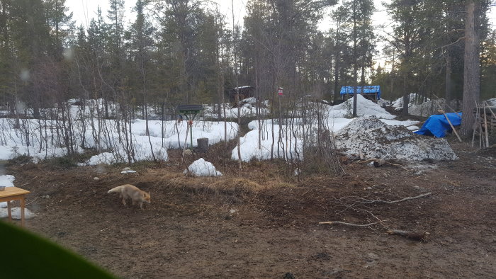 Renoveringsplats med snöfläckar, byggpresenningar och en hund på en bar jordtomt.