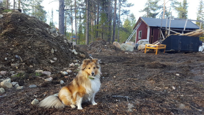 Hund framför byggprojekt med röd stuga, byggmaterial och stegar, skog i bakgrunden.