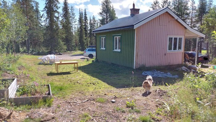 Grönskande trädgård med nylagt golv, ny trappa av trallvirke och en hund framför ett renoverat hus i kvällssol.