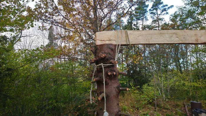 Puisen palkin kiinnitys puun runkoon metsässä, ohuet köydet ympäröivät runkoa.