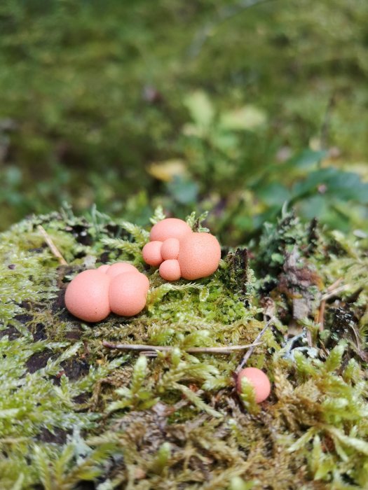 Rosafärgade svampar på en grön mossa-belagd yta i skogen.