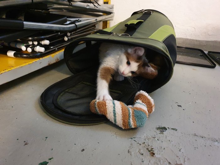 Kattunge gömmer sig i en gitarrväska och leker med en randig strumpa.