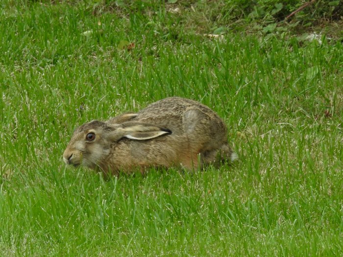 Hare som ligger i gräset, möjligen efter en attack, med öppna ögon och vaksam blick.