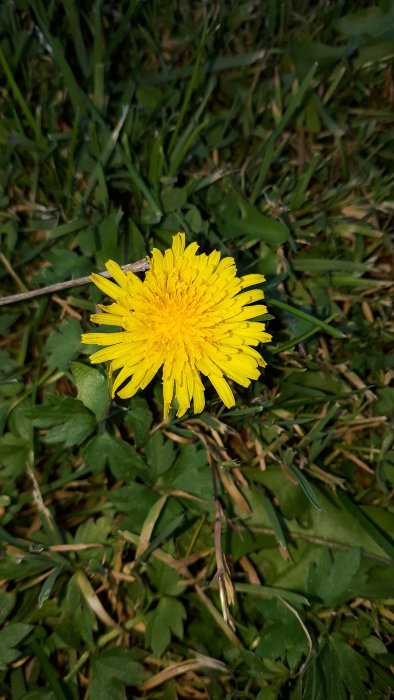 En ensam maskros som blommar mitt i gräsmattan.