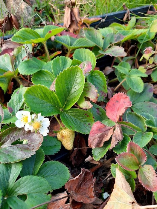 Jordgubbsplantor med gröna blad, en blomma och en omogen jordgubbe.