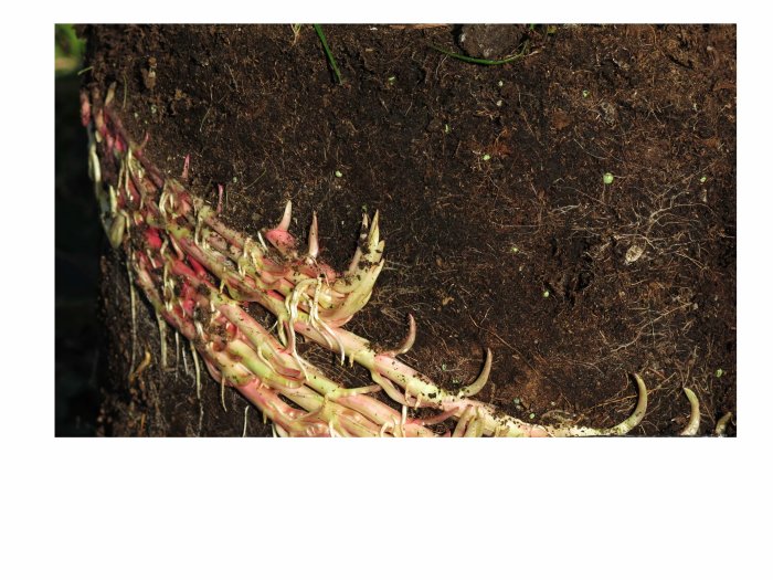 Närbild på jordklump med ovanliga rötter eller sprötar som kan vara ogräs.