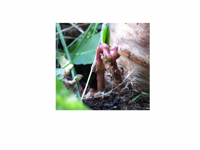 Ovanligt missfärgat ogräs som växer vid basen av en planta nära jorden.