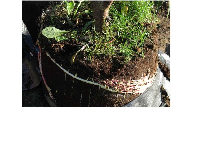 Jordklump med rötter och okända vita och rosa slingerväxter som växer ut från sidan.