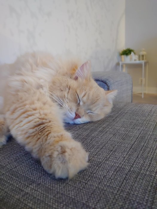 Ljusorange katt som sover på en grå soffdyna.