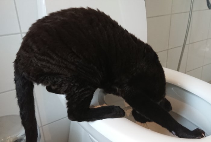 Svart katt undersöker en toalettstol, fascinerad av vatten som kan komma ur den.