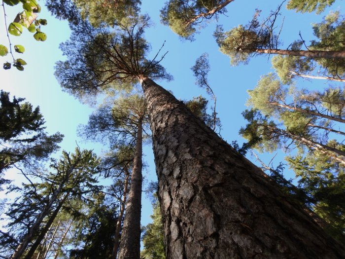 Vy uppåt längs en tallstam mot kronor och blå himmel i skogen.