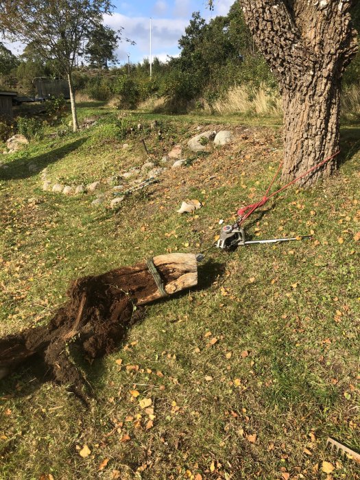 Uppdragen stubbe med rötterna delvis exponerade, fästad vid talja med rep runt trädstam.