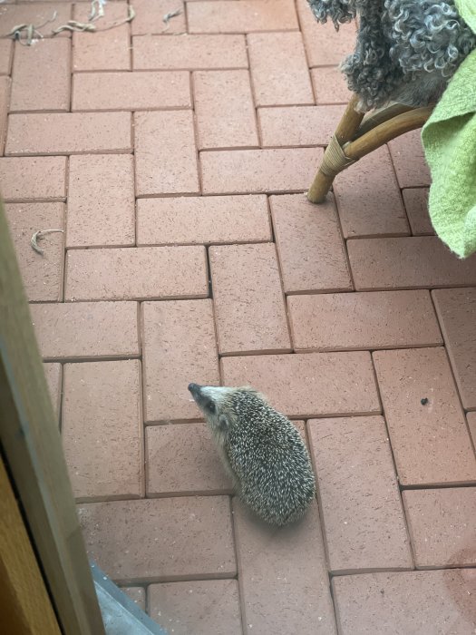 Igelkott på terrakottafärgade kakelplattor inne i växthus nära en stolben och handduk.