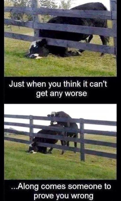 En ko fastnat under ett staket med en annan ko som klättrar över den, text "Just when you think it can't get any worse...Along comes someone to prove you wrong".