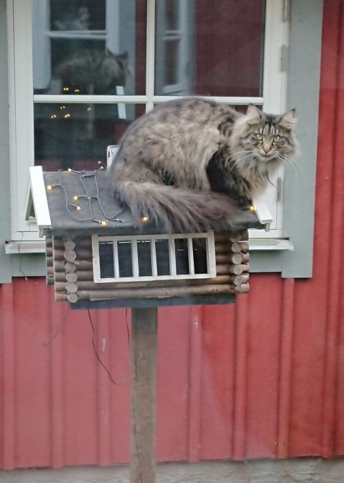 Långhårig katt ligger på ett fågelhus fäst vid en vägg med röda liggande paneler och vitkantade fönster.