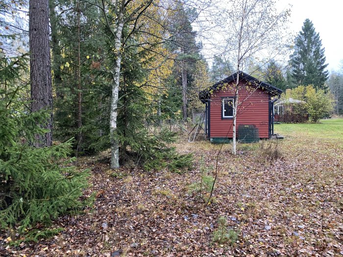 Röd stuga med grönsaksland omgiven av träd och löv på marken, potentiellt område för VA-grävning.