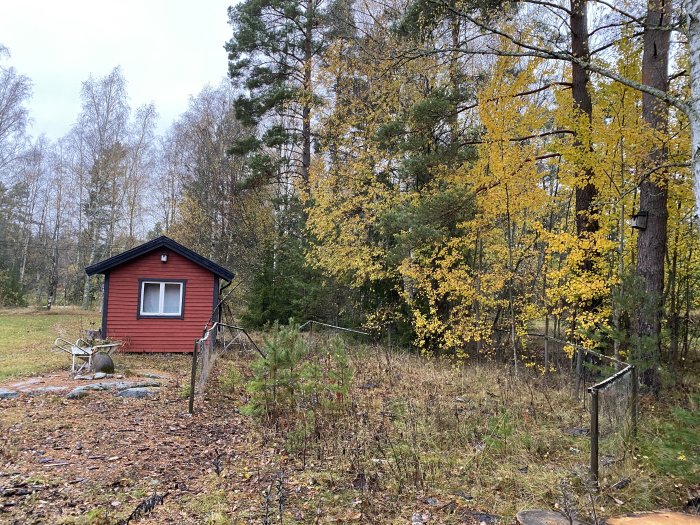 En röd gäststuga med vita knutar omgiven av gult höstlöv och barrträd, potentiell plats för grävningsarbete.