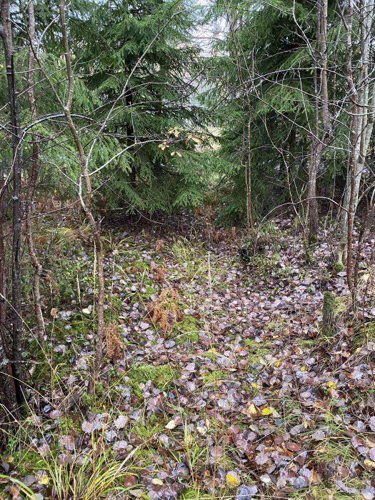 Skogsmark med löv, mossa och träd vilket är potentiell plats för VA-anslutning.