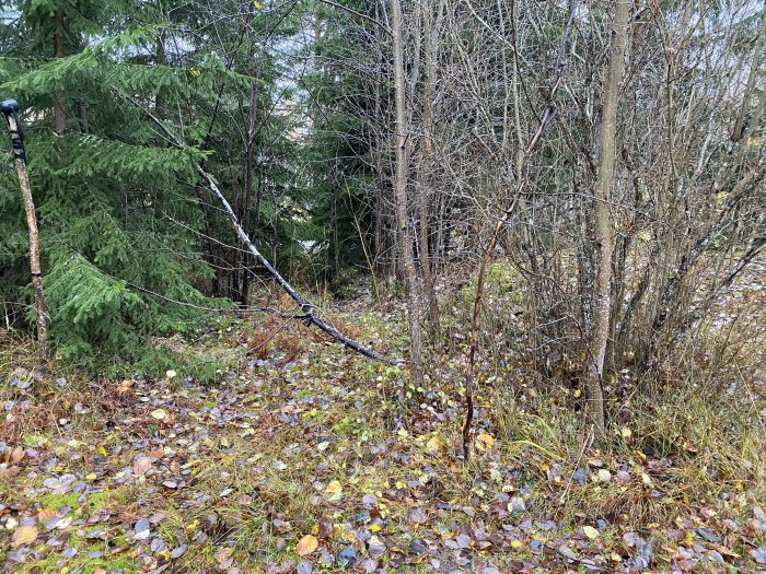 Naturskogsdunge på tomt med diverse träd och undervegetation, potentiell plats för anslutningspunkt.