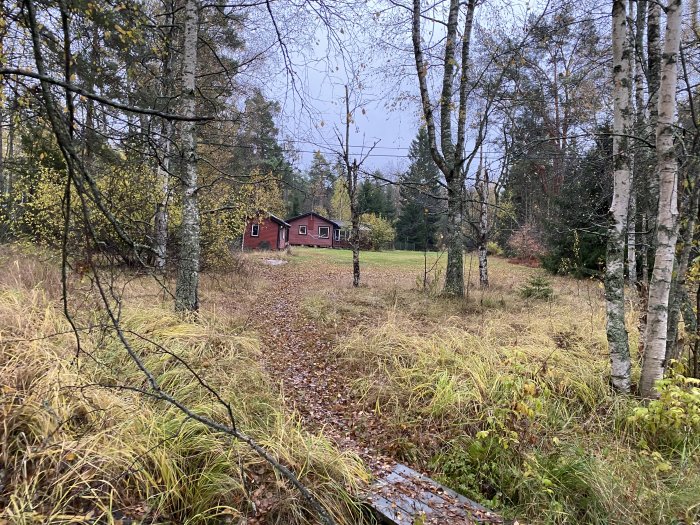 Vy över en grästäckt tomt med trädbestånd framför ett röd trähus i Värmdö kommun, potentiell grävyta för VA-förbindelse.