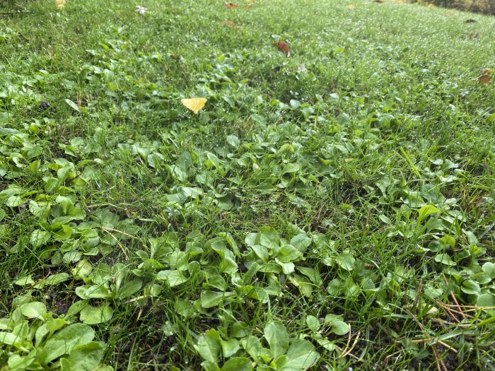 Gräsmatta med blandat gräs och ogräs samt mossa, vissa nakna jordpartier synliga.