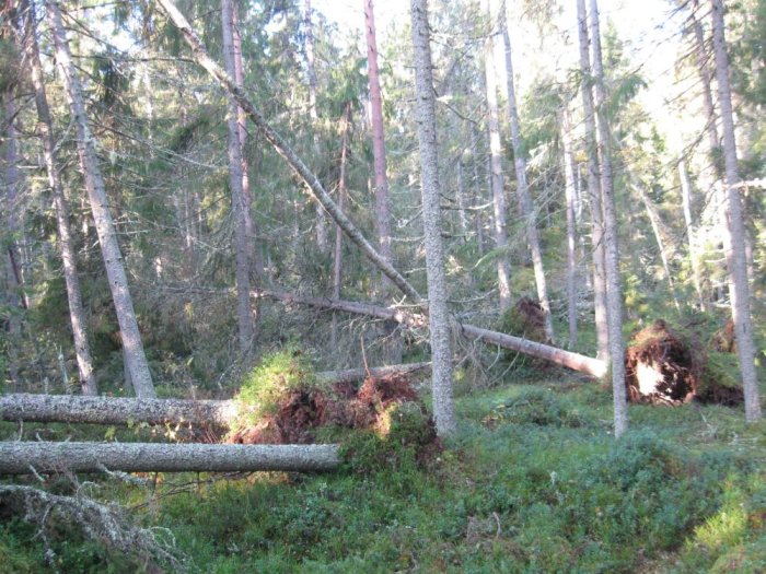 En skogsscen efter storm med omkullblåsta träd och uppvälta rötter, några träd är kvar att städa upp.