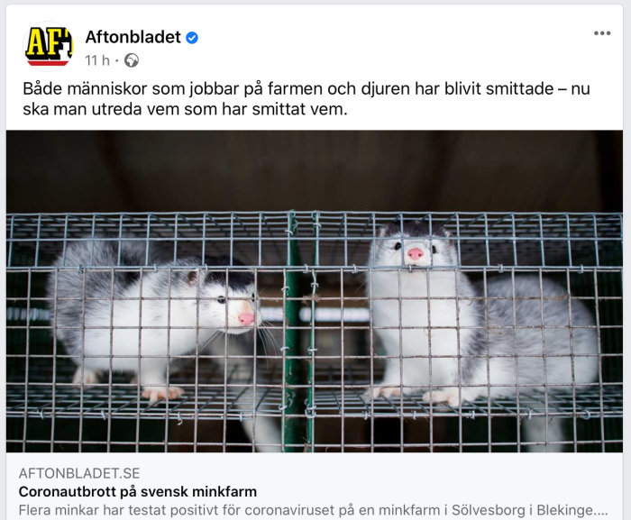 Två minkar i en bur, representerar nyheten om ett coronavirusutbrott på en svensk minkfarm.