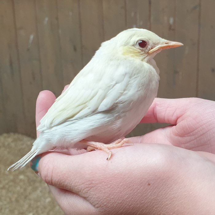 Albino sädesärla vilande i en människas hand inne i ett stall.