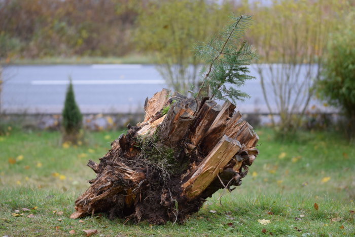 Uppgrävd, söndersplittrad trädrot på en gräsmatta med bakgrund av natur och vatten.