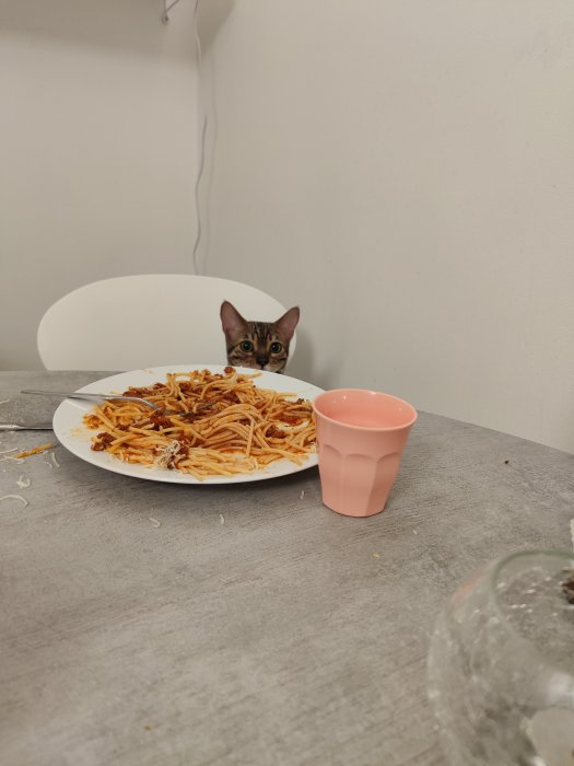 Katt tittar på en tallrik med spaghetti från bakom en bordsskiva.