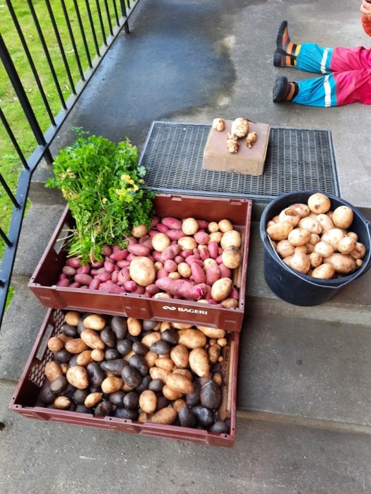 Potatis i olika färger sorterade i lådor och hink, skorv syns på några, med gröna växter i en låda och barnben i bildkant.