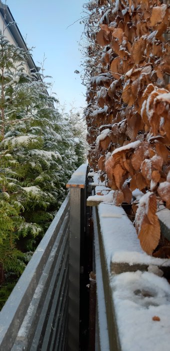 Snötäckt tryckimpregnerat plank och avenbokshäck intill grannens grå staket och thujahäck.