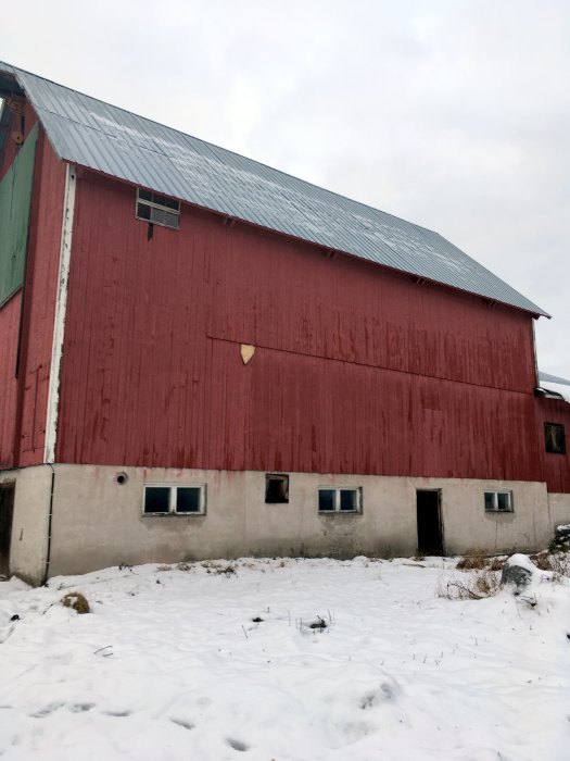 Röd hölada ombyggd till fårhus med högt tak och snötäckt mark framför byggnaden.