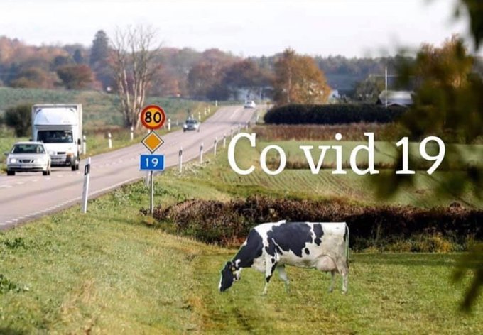 Ko betar vid sidan av en väg med trafikskyltar och texten "Covid 19" överlagrat.