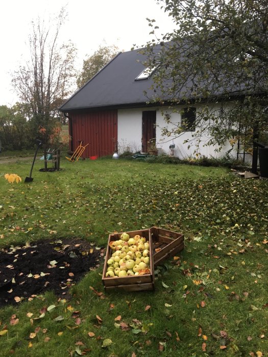 Höstträdgård med fallna löv, korg full av äpplen och ett hus i bakgrunden.