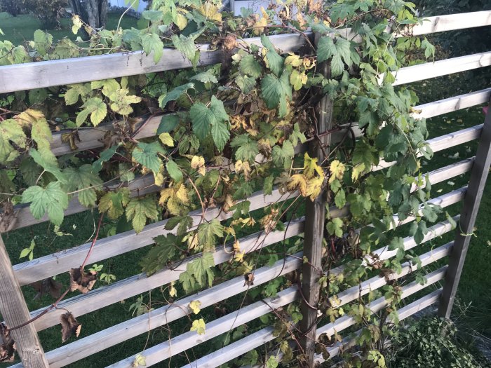 Vildvin med gröna och gula blad på ett trästaket, saknar röda höstfärger.