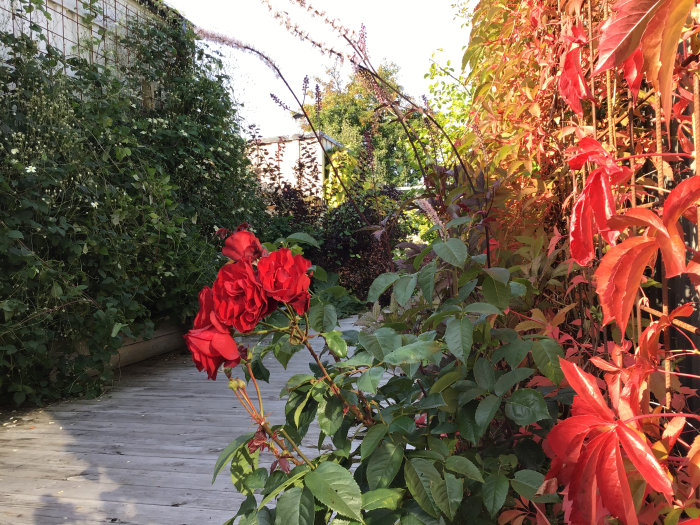 Röda rosor i förgrunden med klättrande rött jungfruvin i bakgrunden i en trädgård.