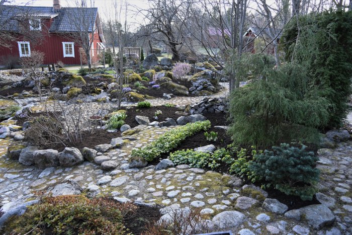 Stenig trädgård med kullerstensgångar, planteringar och större stenar, i början av växtsäsongen.