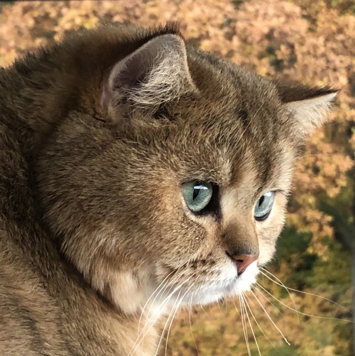 Närbild på en brun katt med gröna ögon mot suddig höstlig bakgrund.