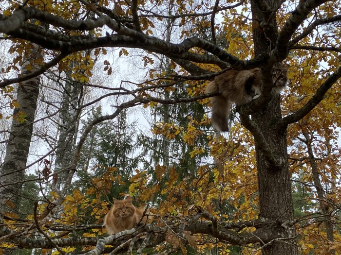 Två katter som sitter på grenar i ett träd med höstlöv.