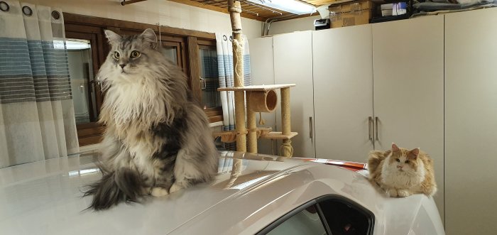 Två Maine Coon katter på en parkerad bil, en stående närmare och en liggande längre bort.