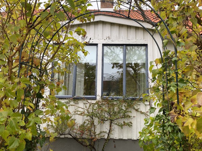 Fönster på gammalt hus med vit pärlspontfasad och gröna växter framför.