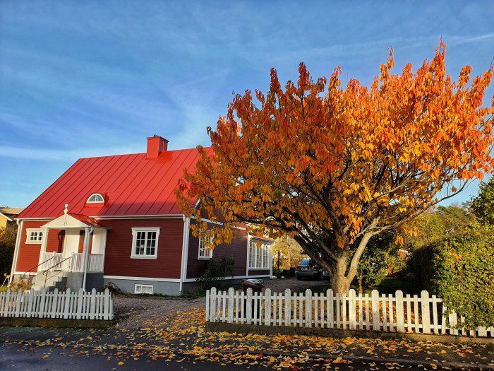 Röd stuga med nytt rött tak, vit staket och lövfällande träd i höstfärger framför huset.