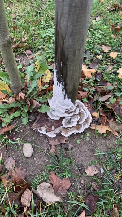 Svampar som växer vid basen av en trädsläng i en trädgård med löv och gräs på marken.