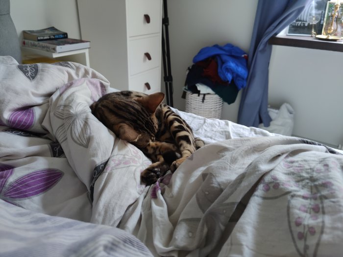 En katt som sover orörd på en bädd av täcken i ett sovrum.